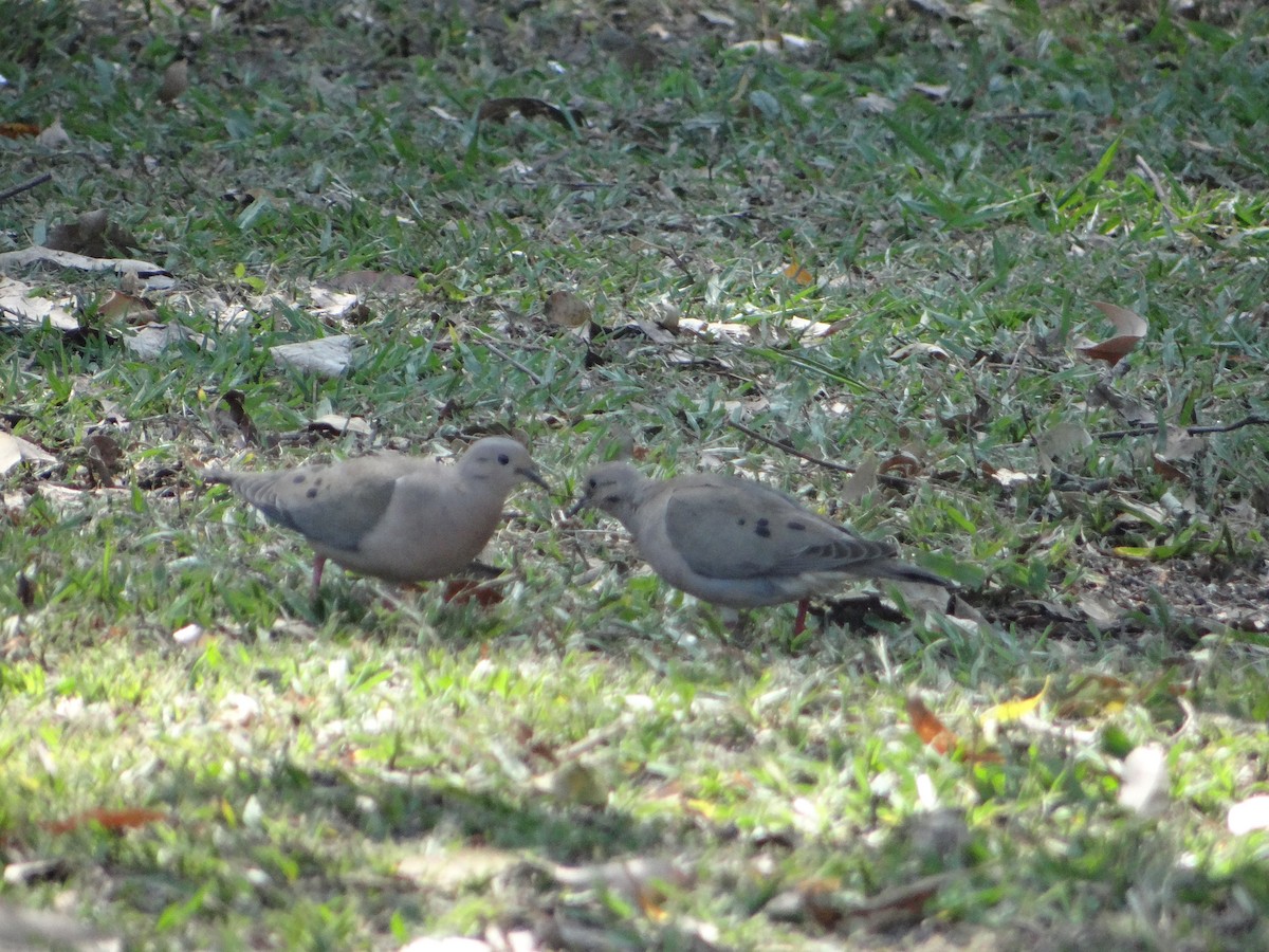 Eared Dove - ML627745986