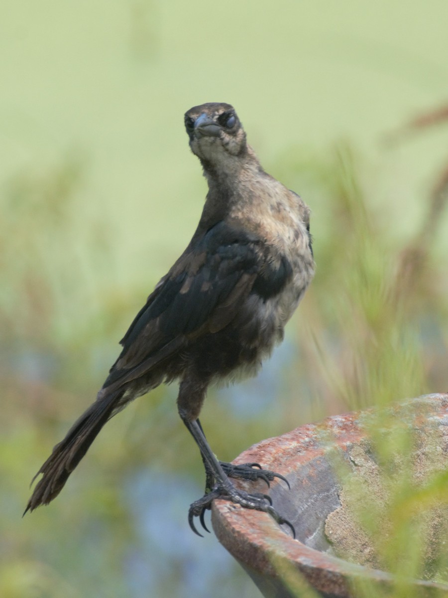 Boat-tailed Grackle - ML62774601