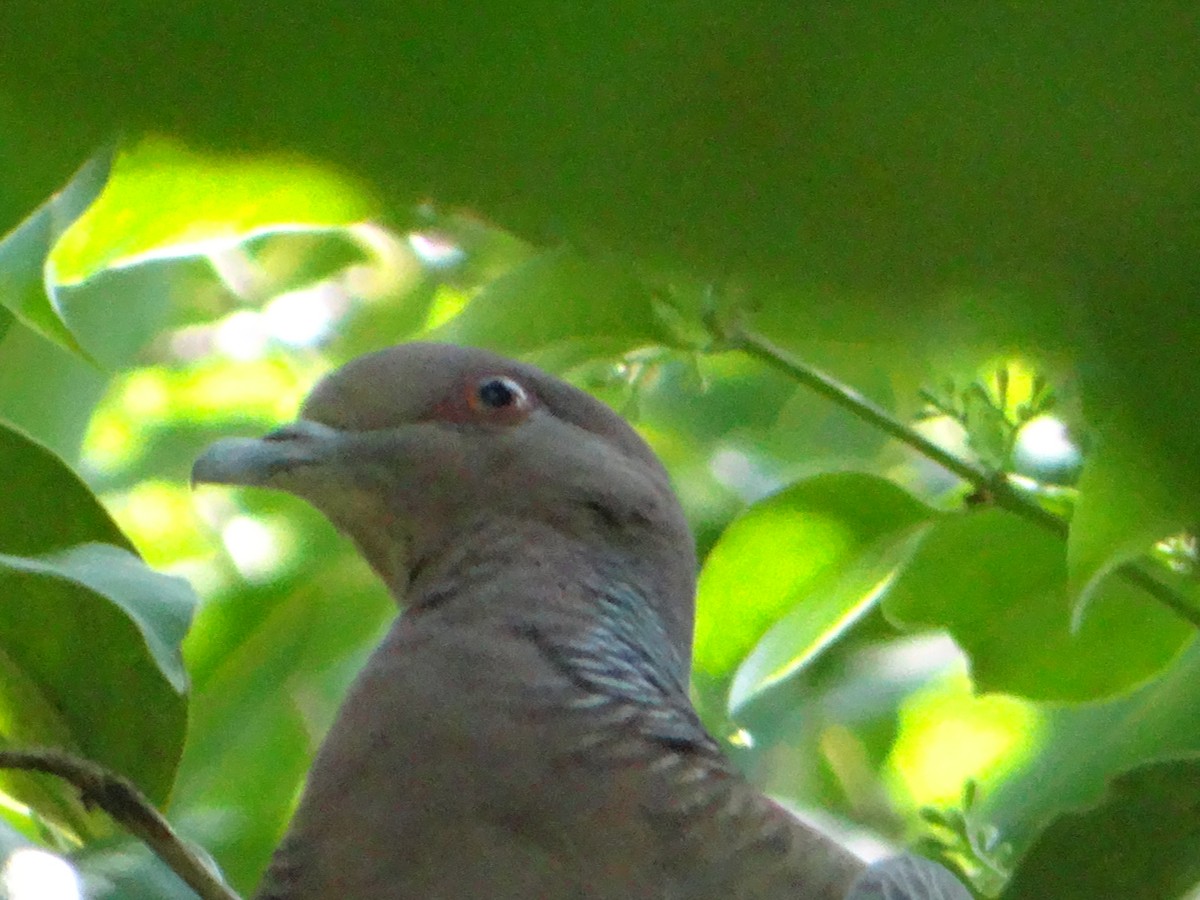 Picazuro Pigeon - ML627746074