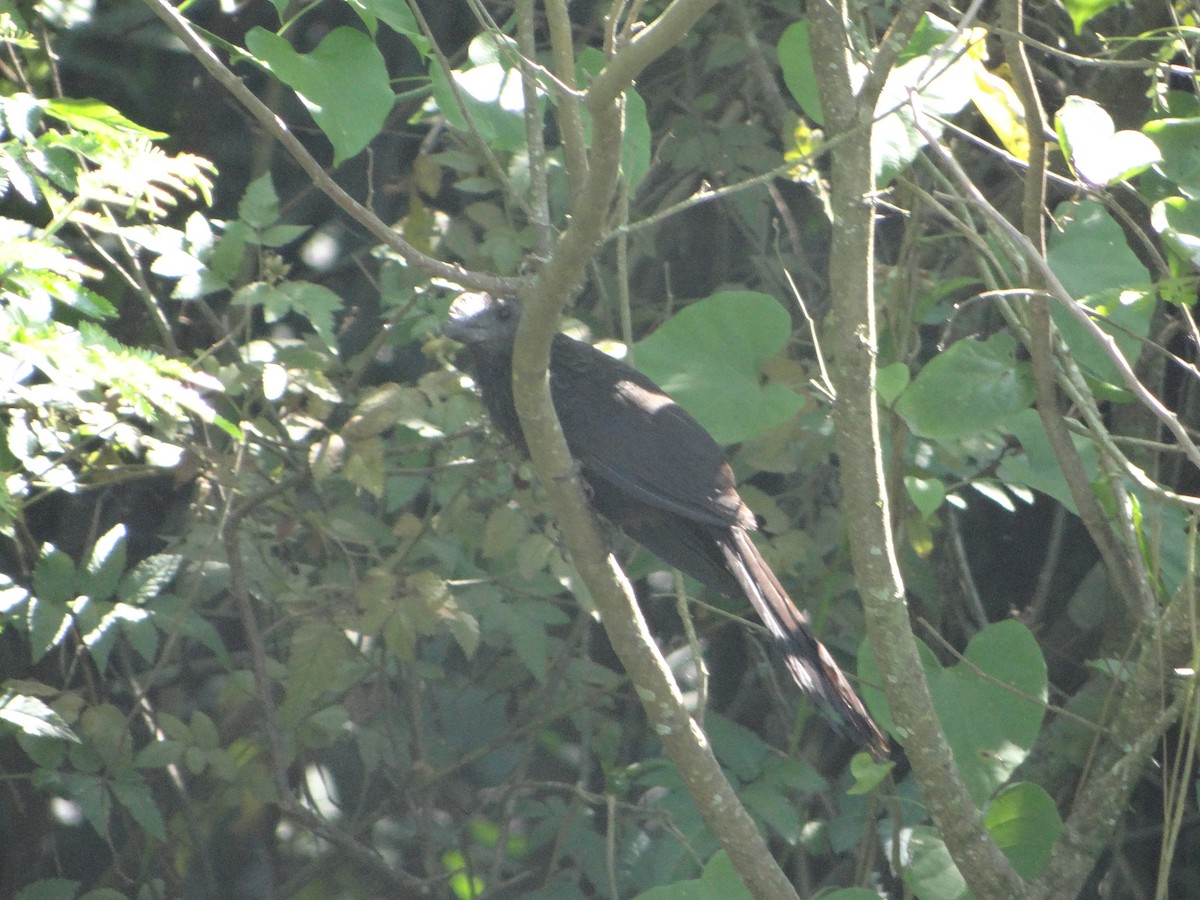 Smooth-billed Ani - ML627746102