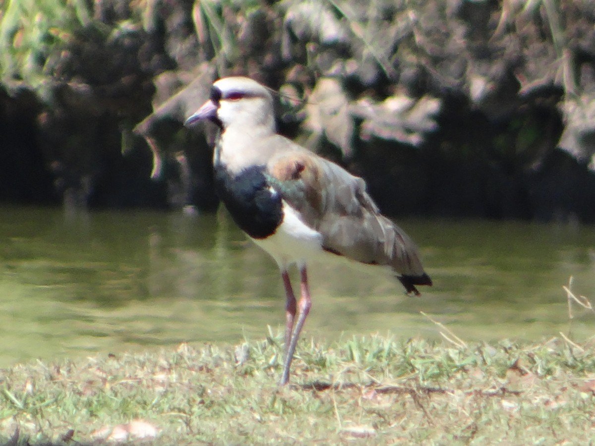 Southern Lapwing - ML627746220