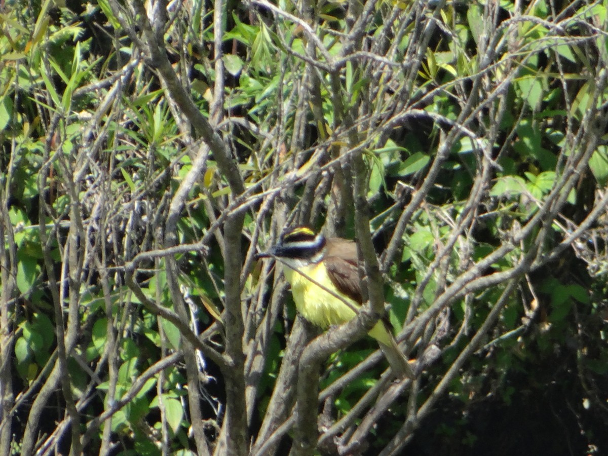 Great Kiskadee - ML627746272