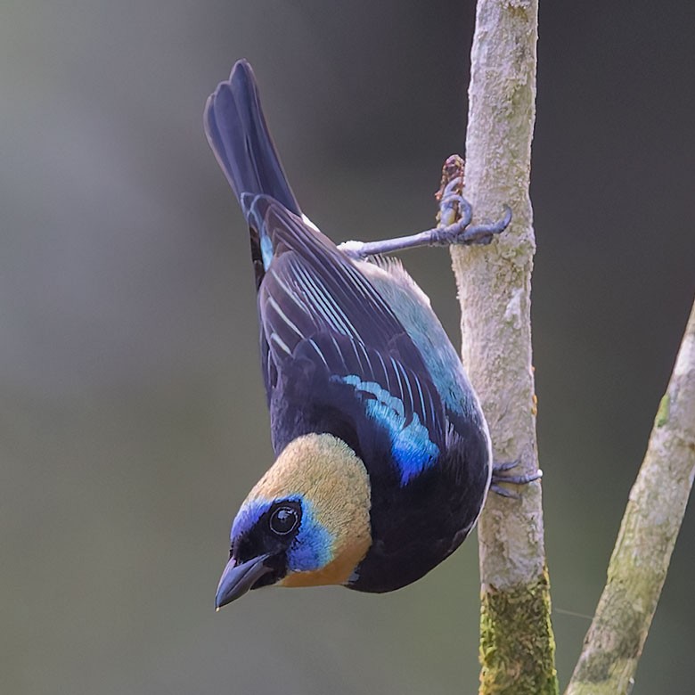 Golden-hooded Tanager - ML627746276