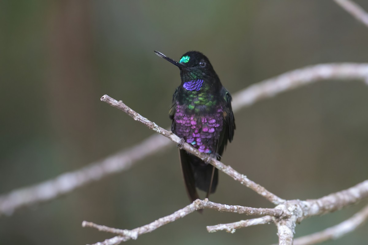 Blue-throated Starfrontlet - ML627746289