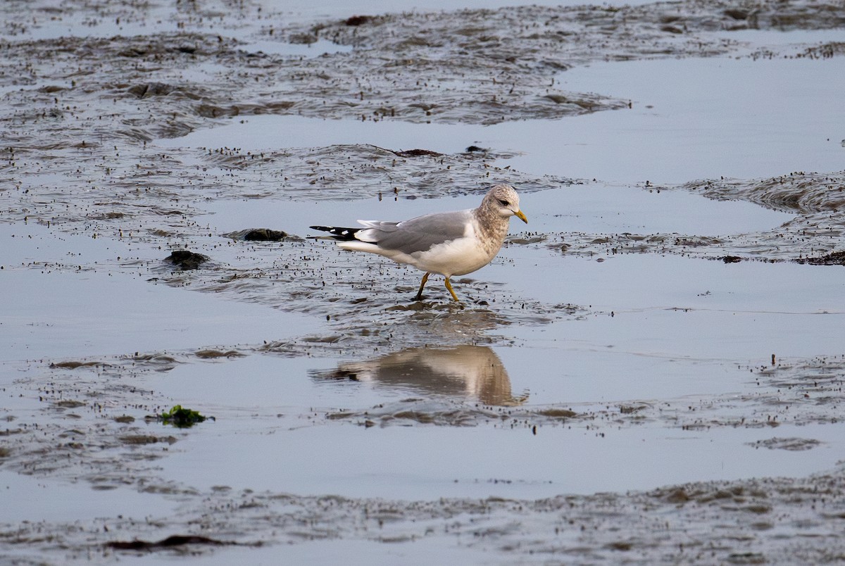 Short-billed Gull - ML627746317