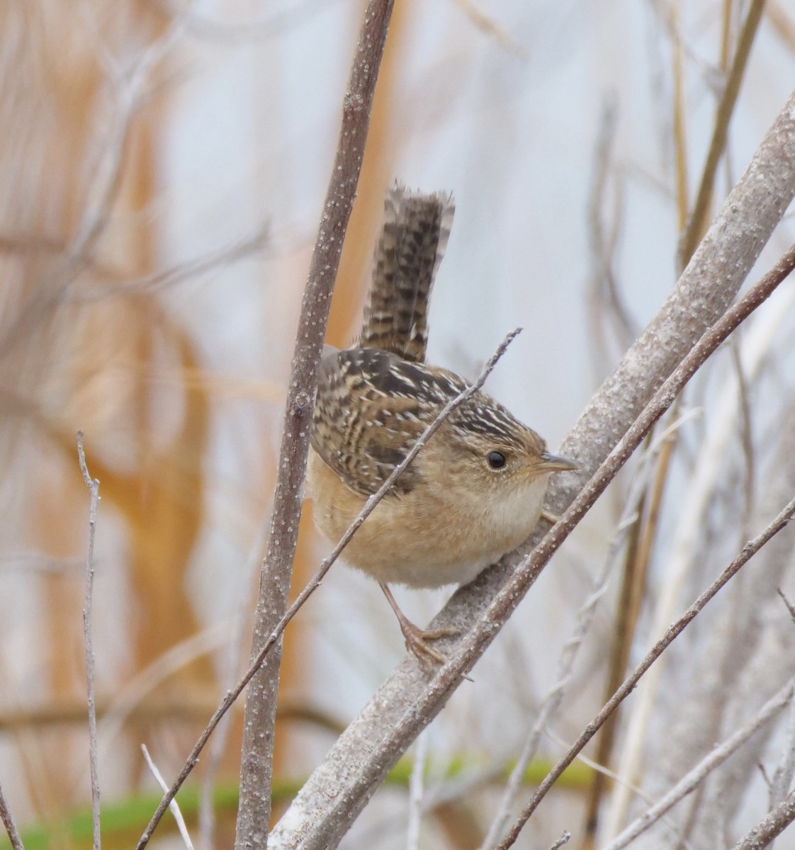 Sedge Wren - ML627746320