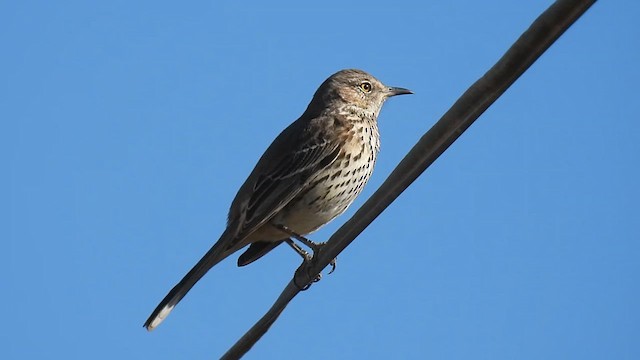 Sage Thrasher - ML627746403