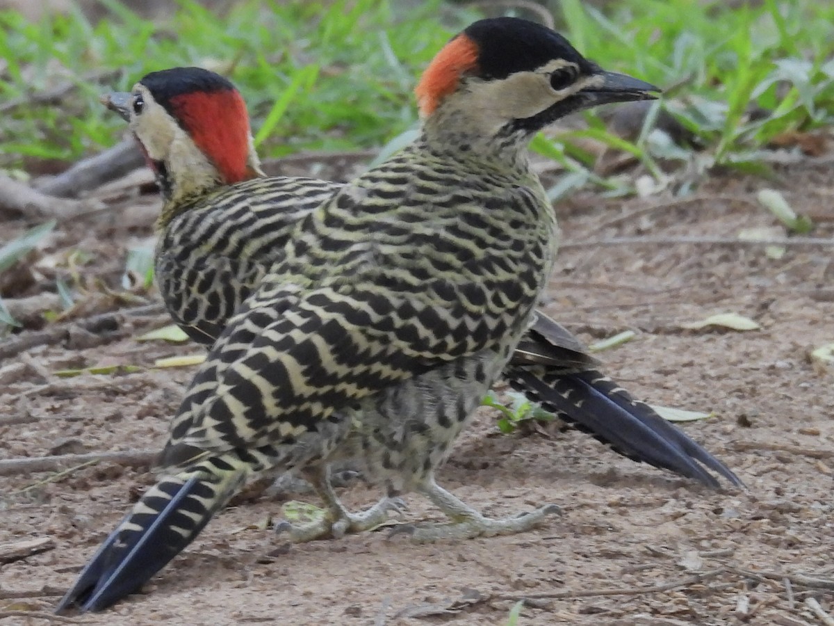 Green-barred Woodpecker - ML627746406