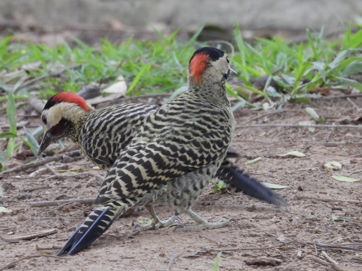 Green-barred Woodpecker - ML627746407