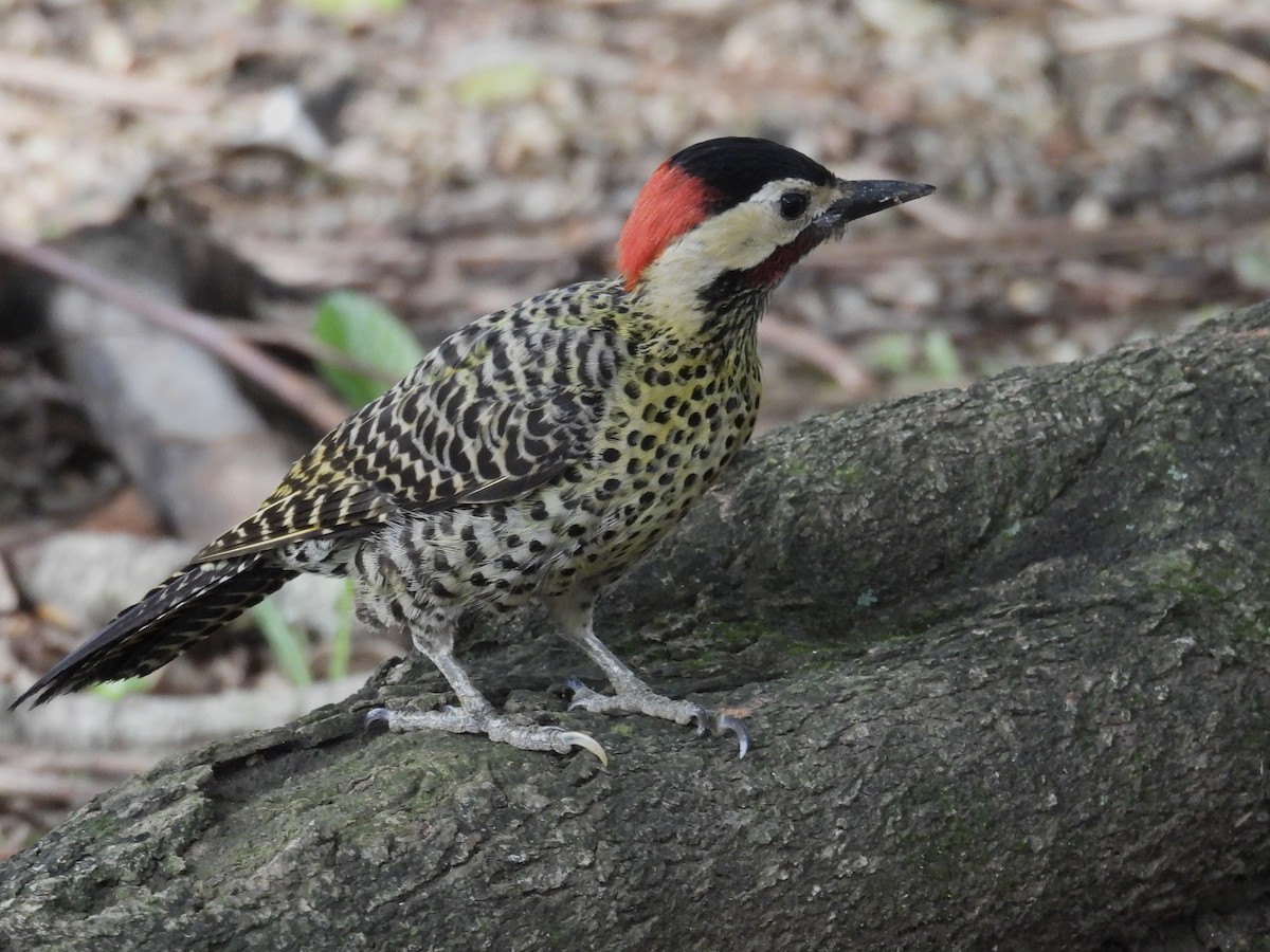 Green-barred Woodpecker - ML627746408