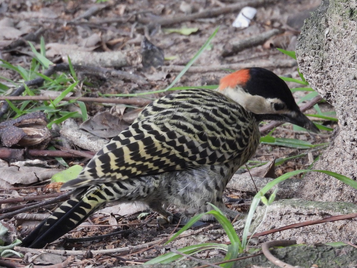 Green-barred Woodpecker - ML627746409