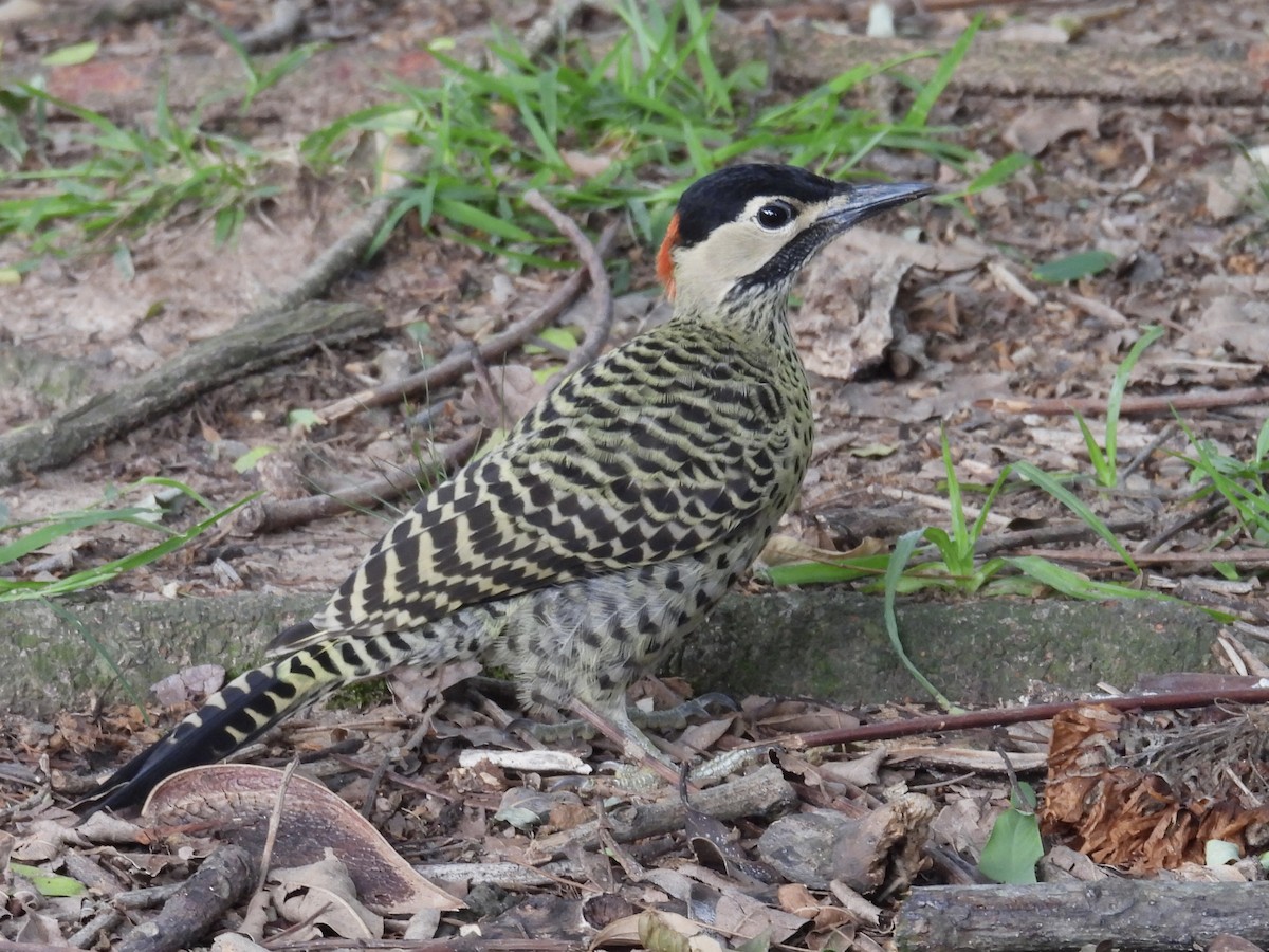 Green-barred Woodpecker - ML627746412