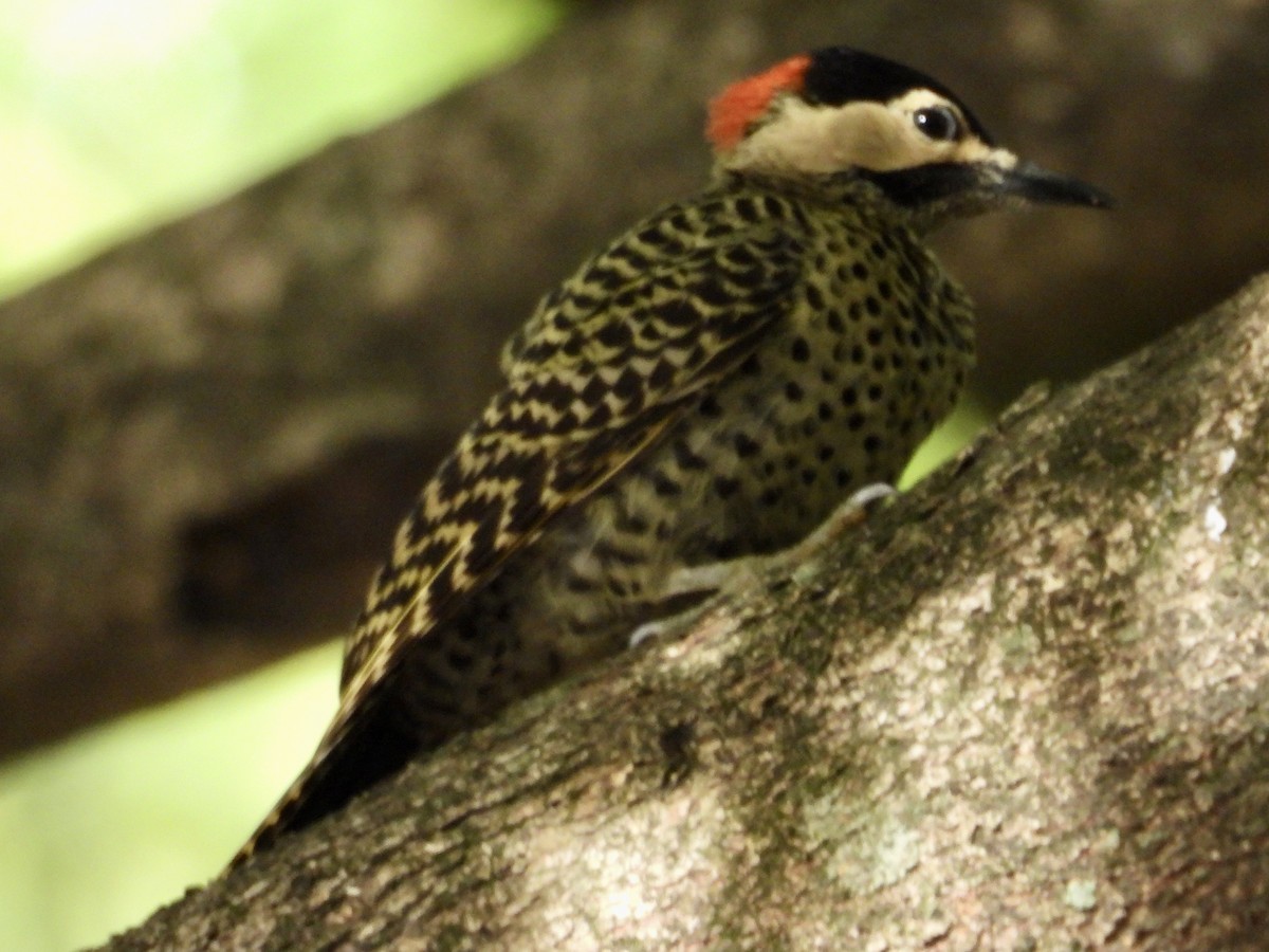 Green-barred Woodpecker - ML627746413