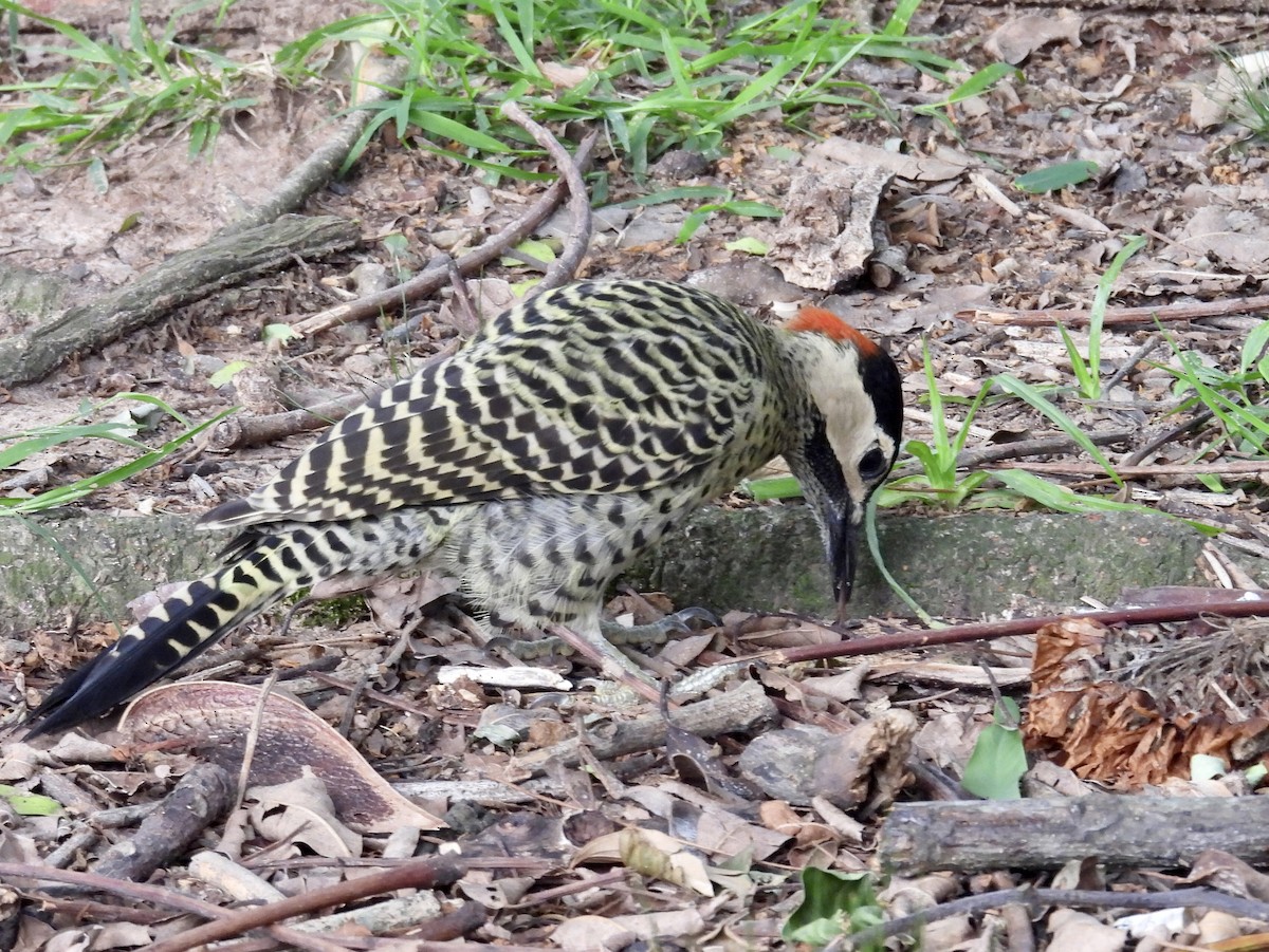 Green-barred Woodpecker - ML627746414