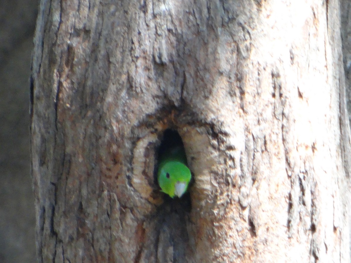 Cobalt-rumped Parrotlet - ML627746433