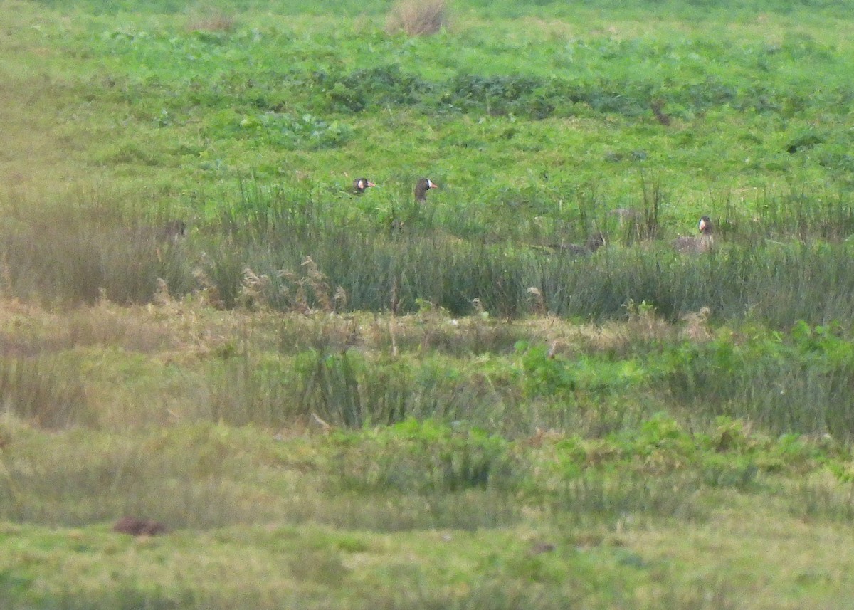 Lesser White-fronted Goose - ML627746452