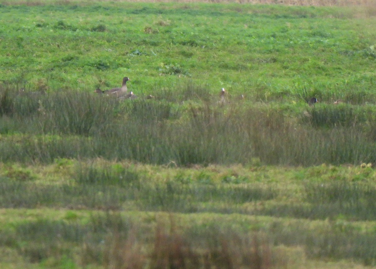 Lesser White-fronted Goose - ML627746453