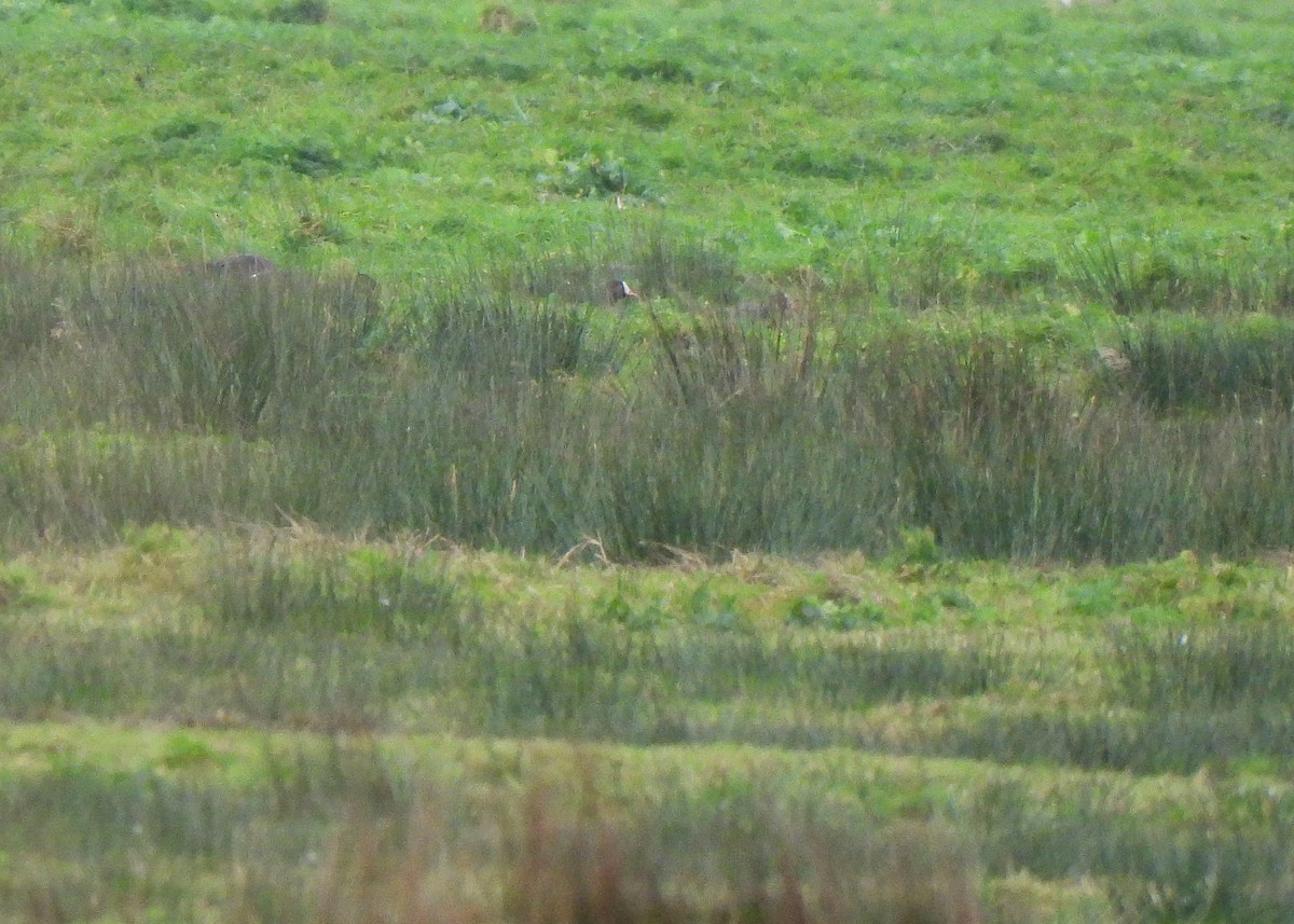 Lesser White-fronted Goose - ML627746454