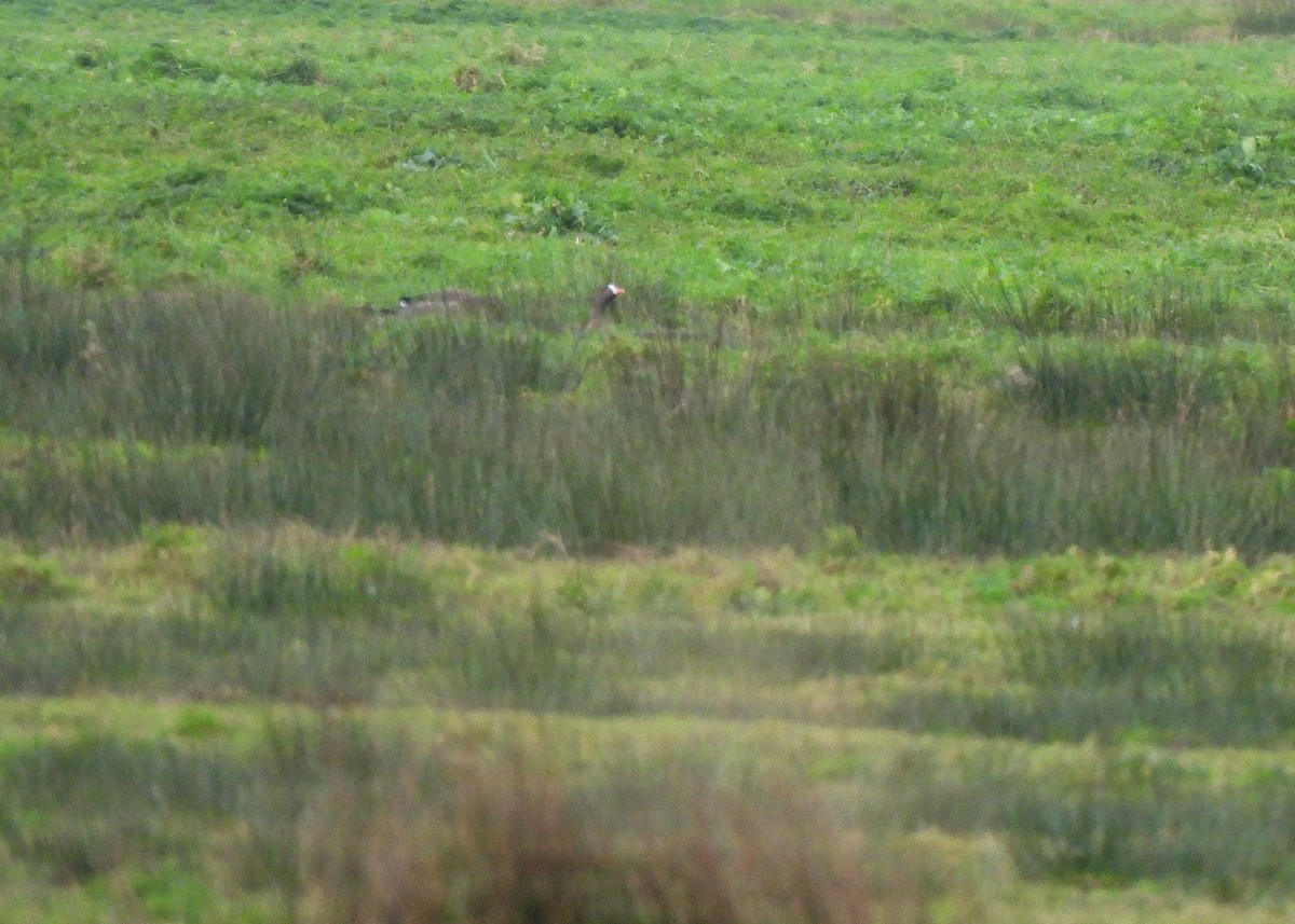 Lesser White-fronted Goose - ML627746455