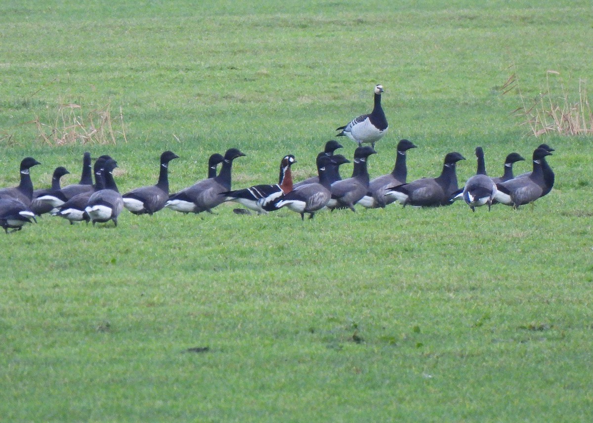 Red-breasted Goose - ML627746512