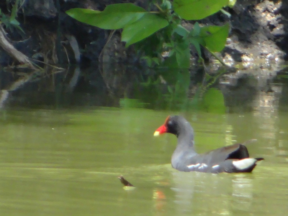 moorhen/coot/gallinule sp. - ML627746519