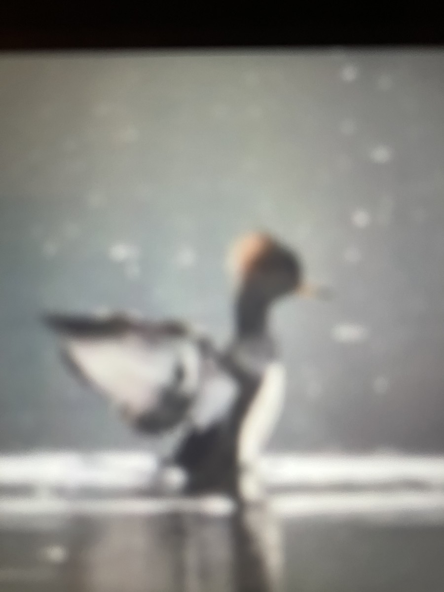 Hooded Merganser - ML627746522