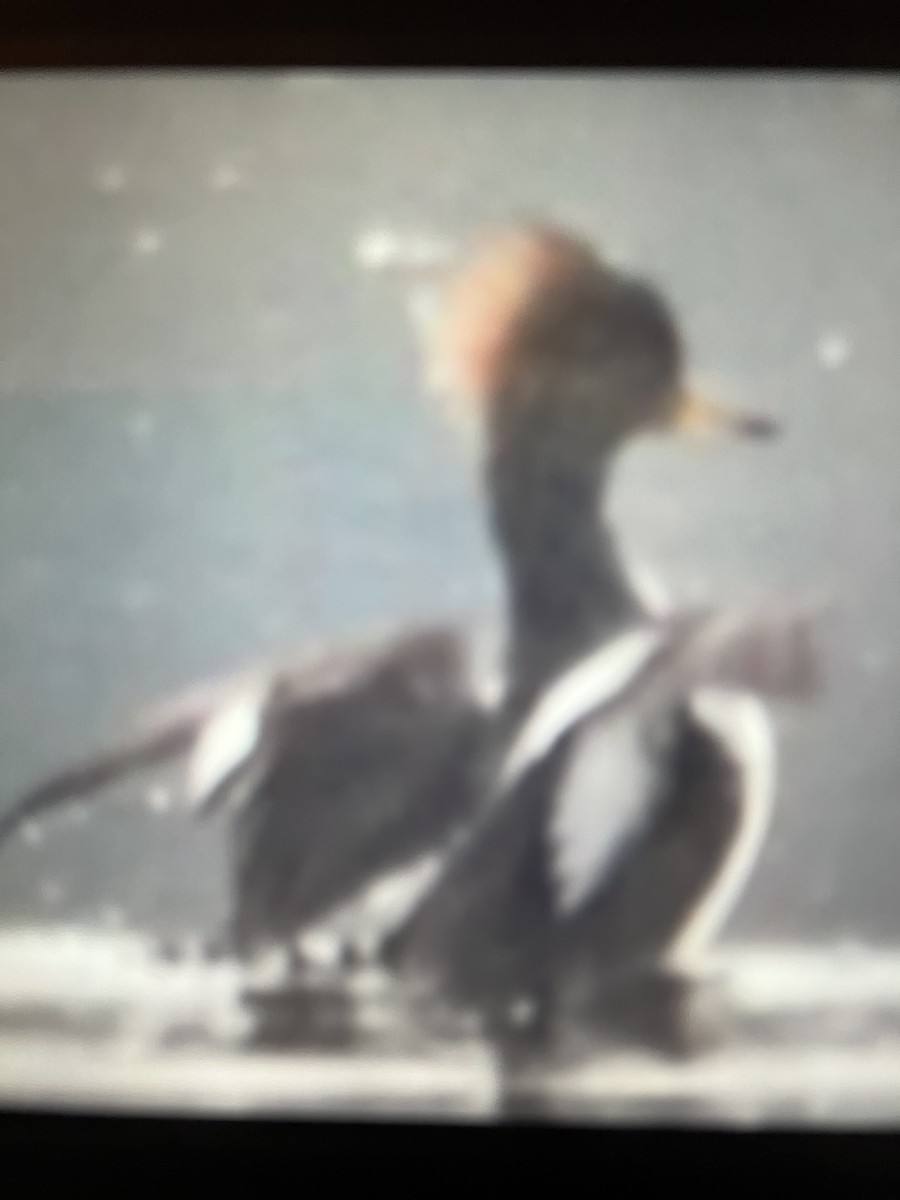 Hooded Merganser - ML627746523