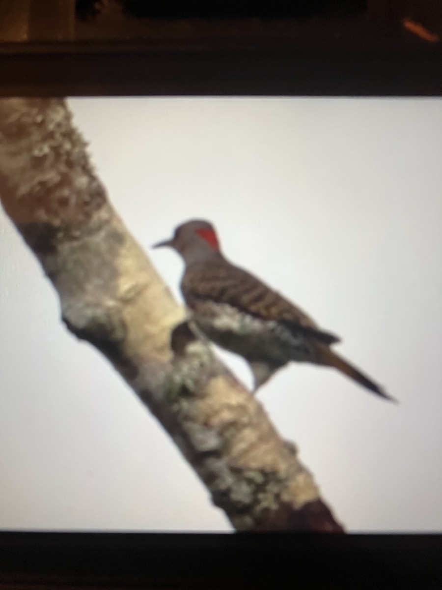 Northern Flicker - ML627746552