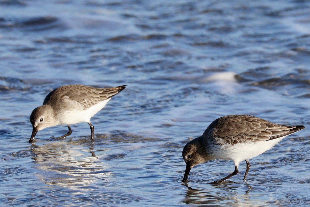 Dunlin - ML627746596