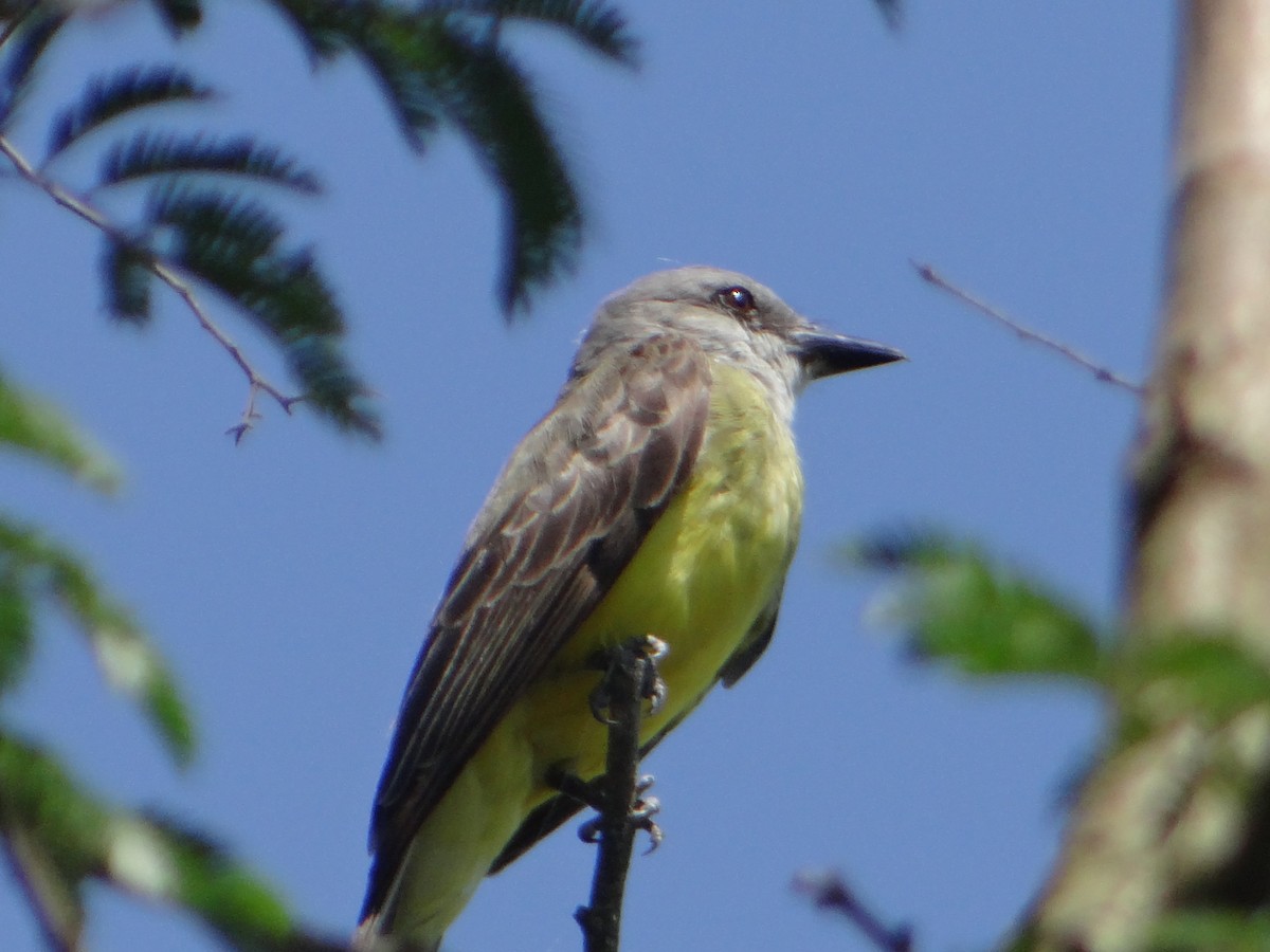 Tropical Kingbird - ML627746599