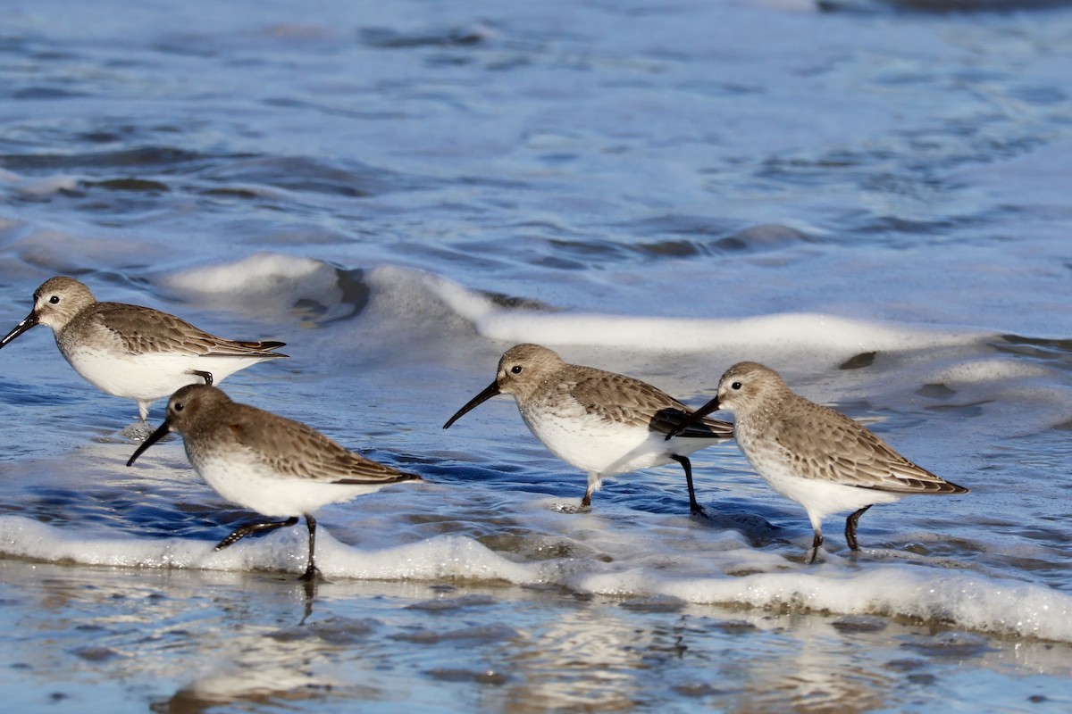 Dunlin - ML627746600