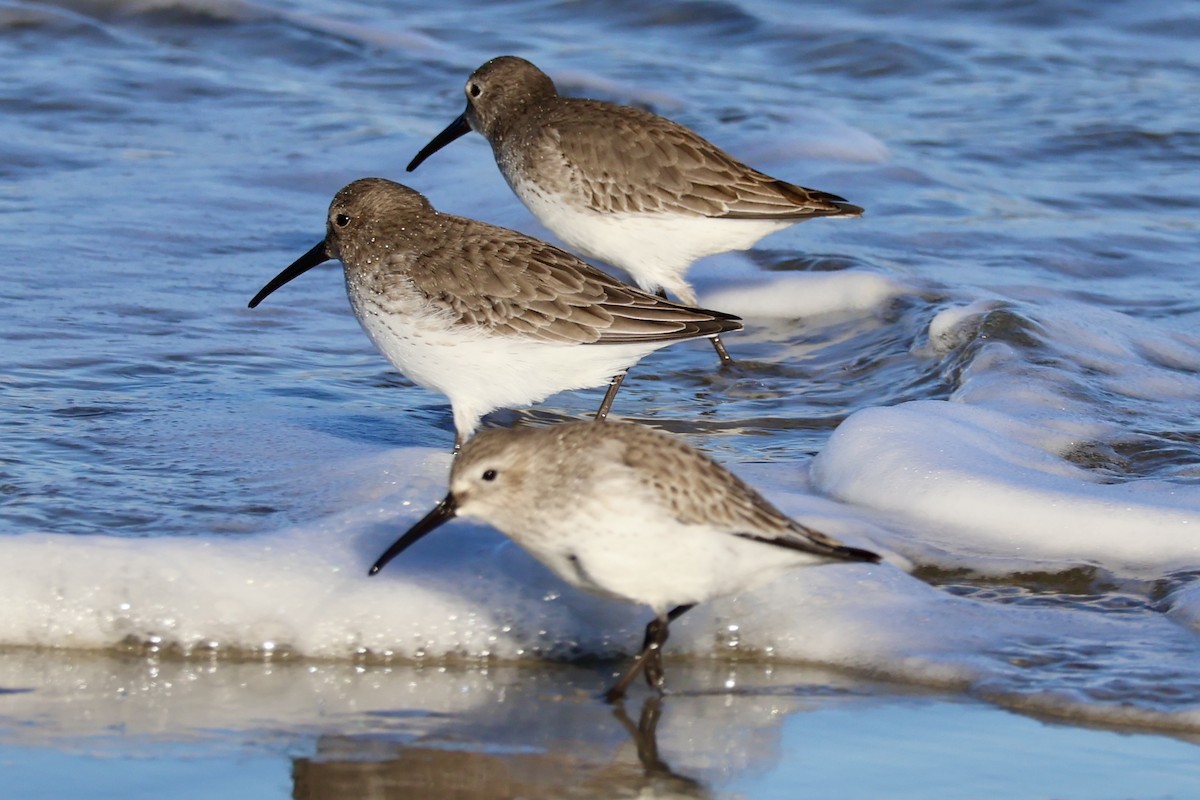 Dunlin - ML627746603