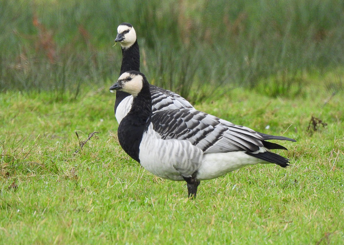 Barnacle Goose - ML627746609