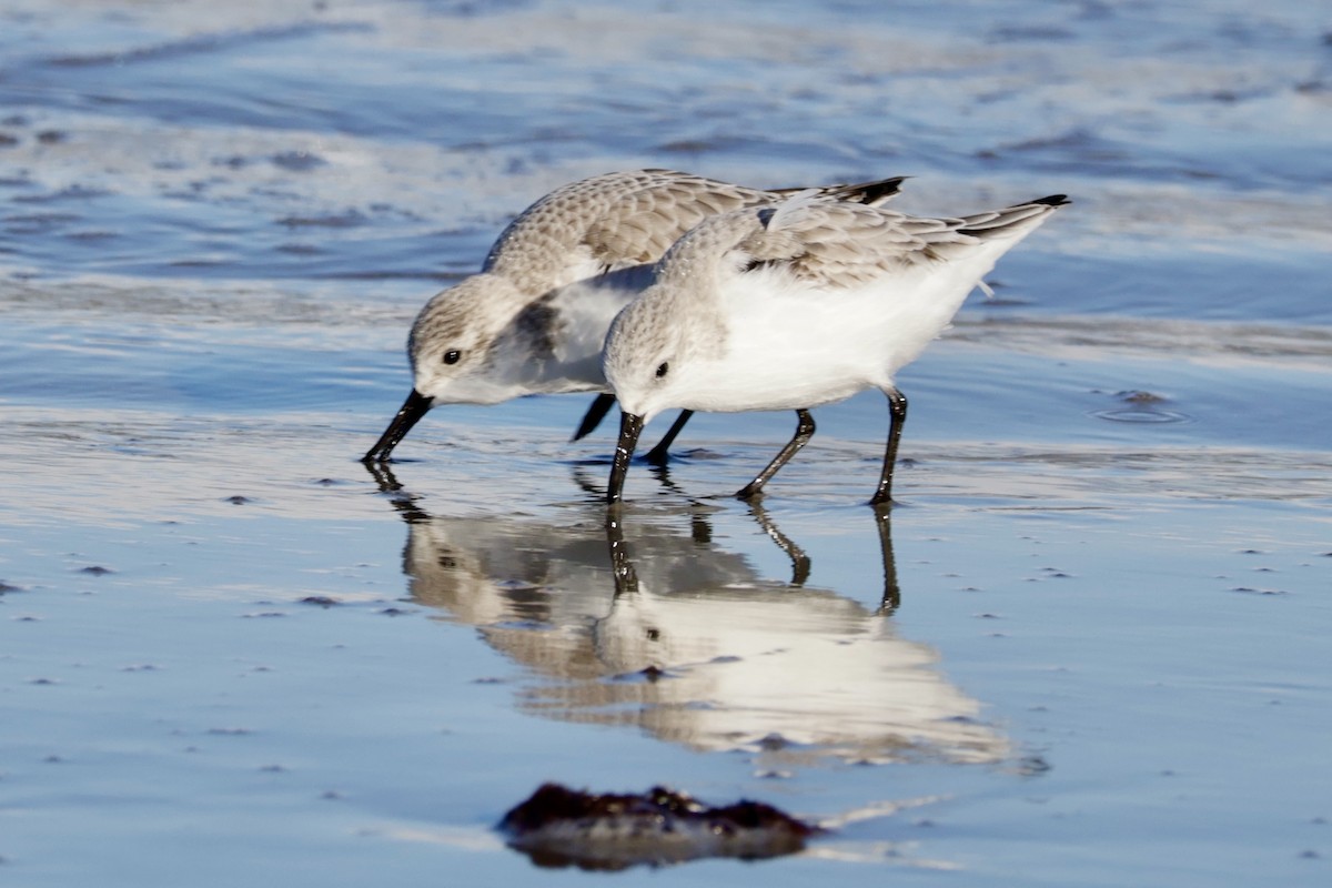 Sanderling - ML627746611