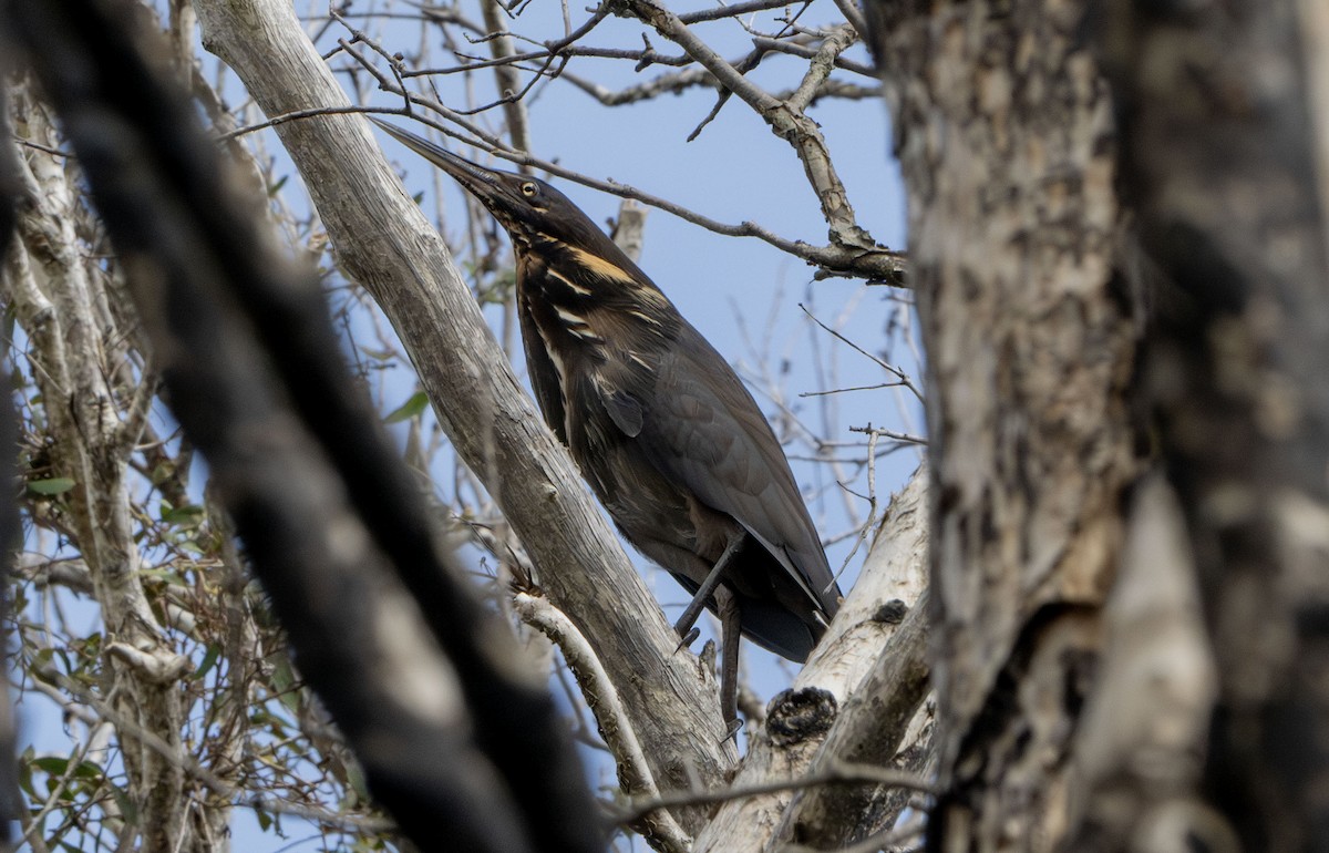 Black Bittern - ML627746615