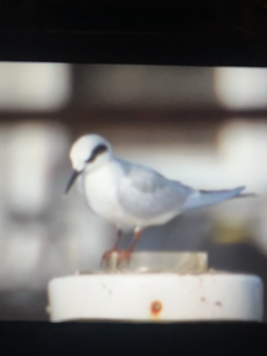 Forster's Tern - ML627746638