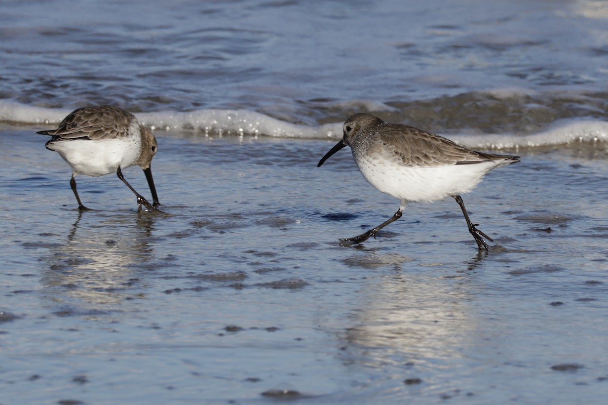 Dunlin - ML627746673