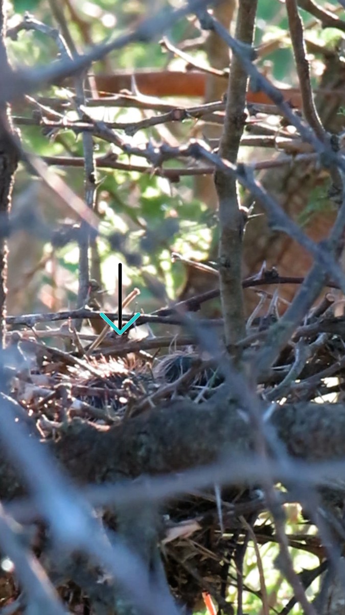 Ash-colored Cuckoo - ML627746676