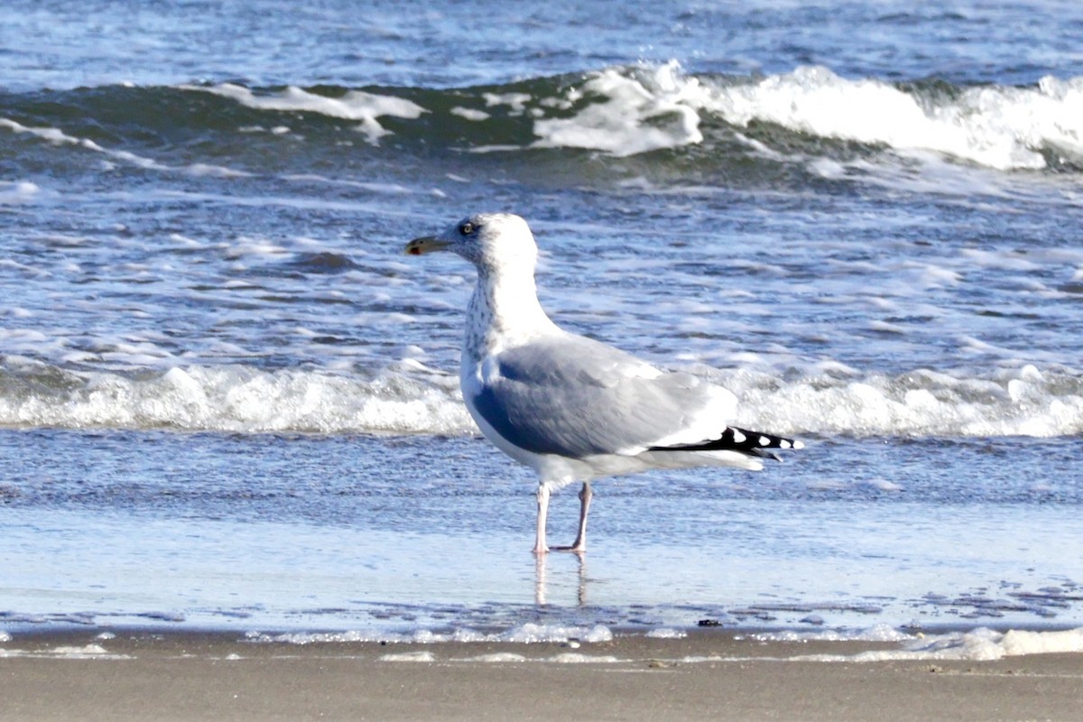 American Herring Gull - ML627746685