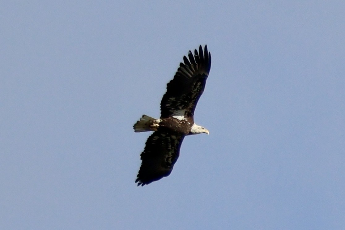 Bald Eagle - ML627746717