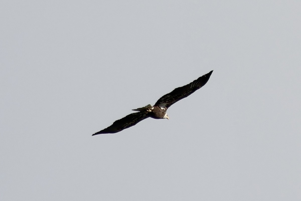 Bald Eagle - ML627746718