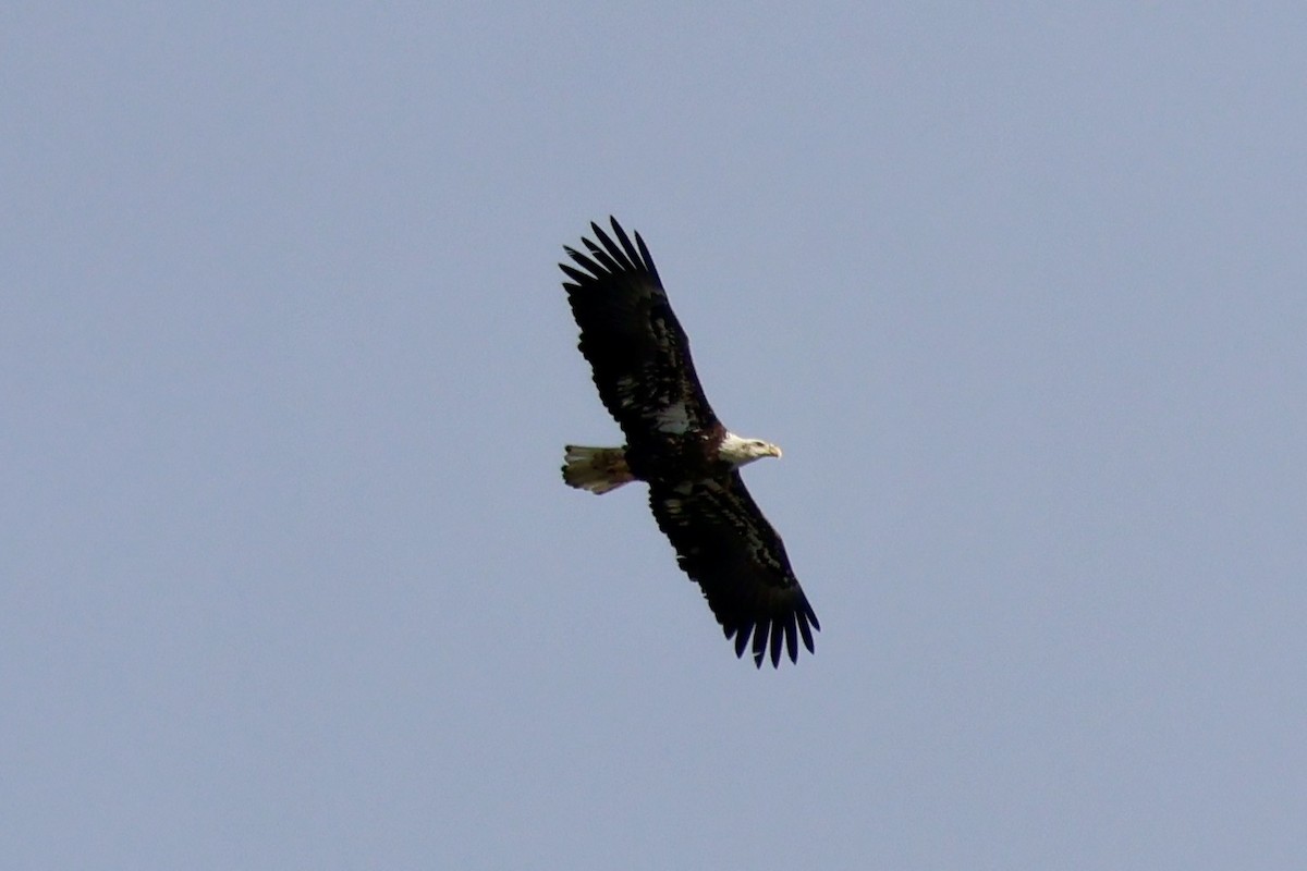 Bald Eagle - ML627746719