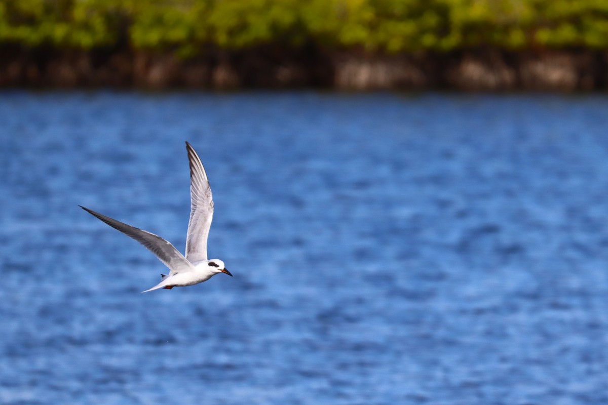 Forster's Tern - ML627746739