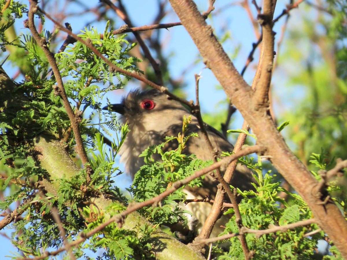 Ash-colored Cuckoo - ML627746741