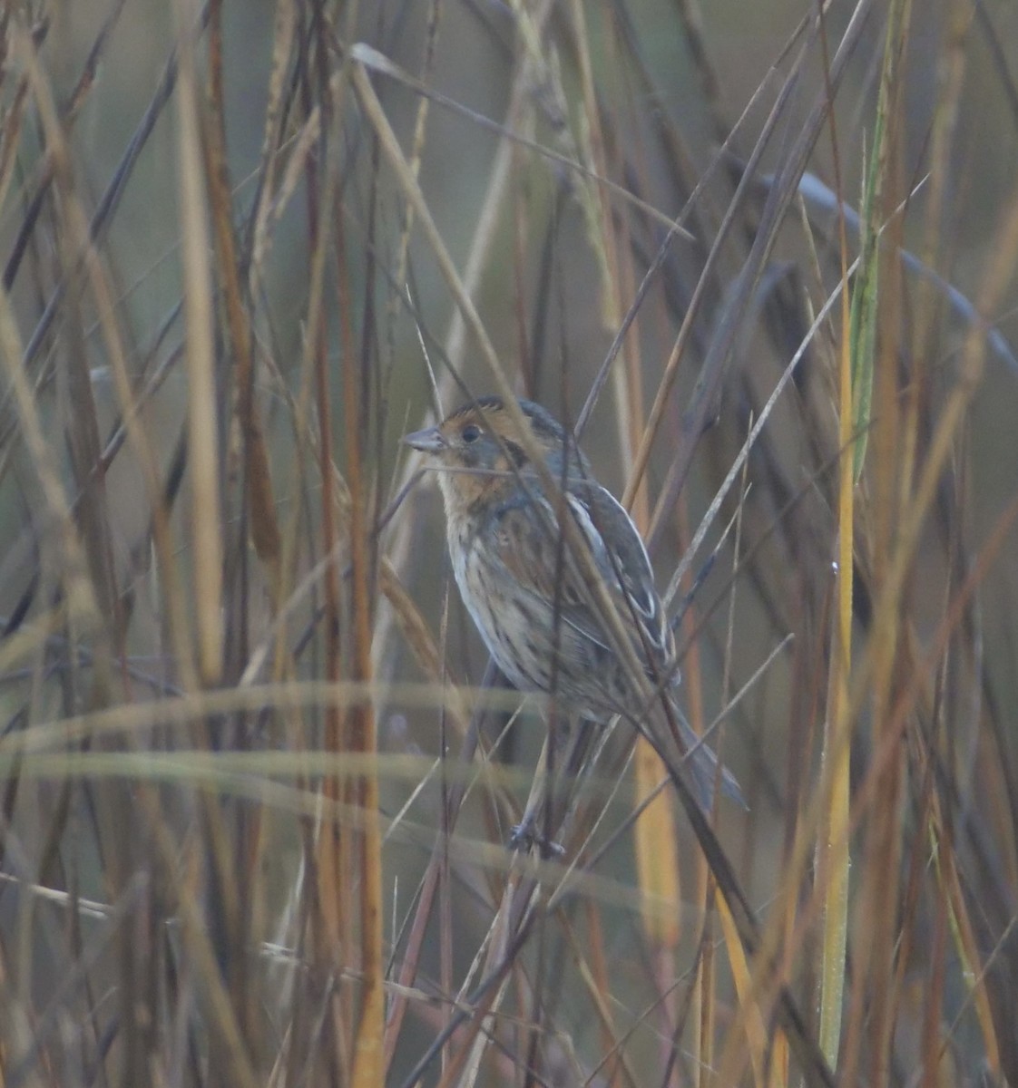 Saltmarsh Sparrow - ML627746804
