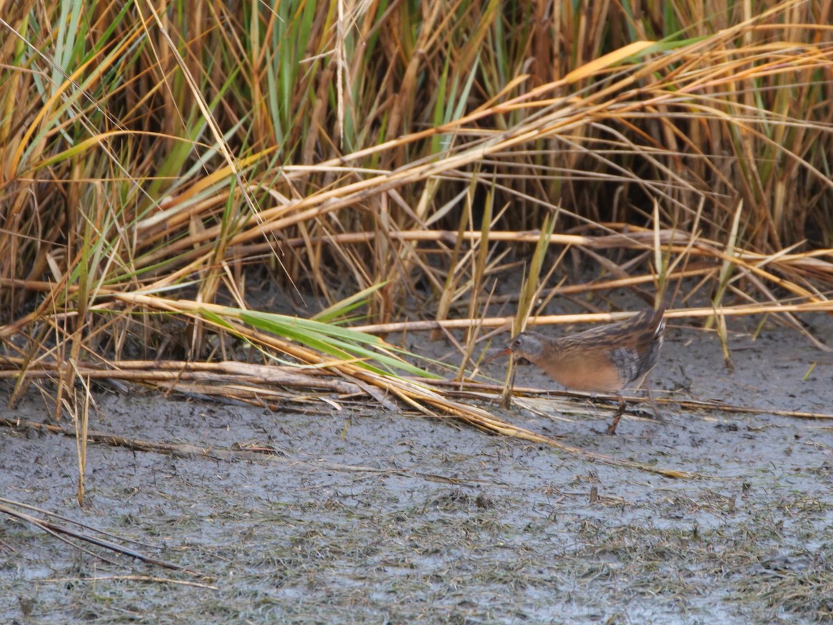 Virginia Rail - ML627746845