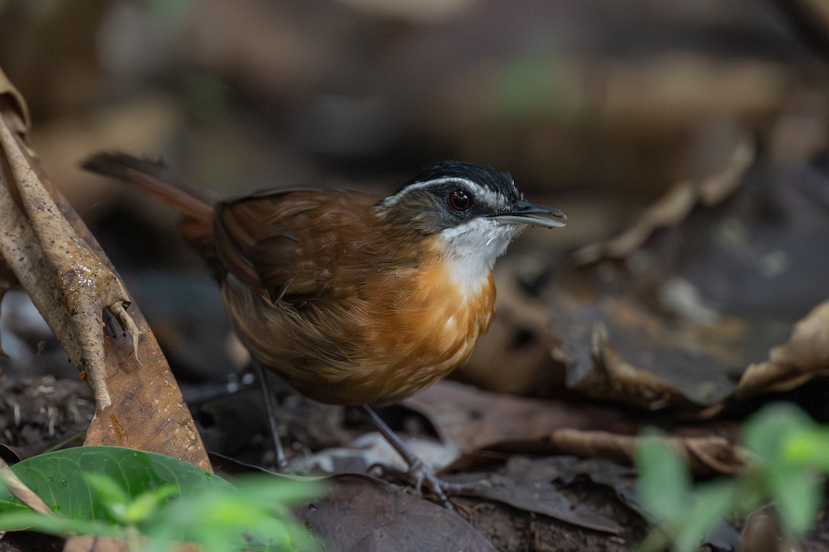 Bornean Black-capped Babbler - ML627746932