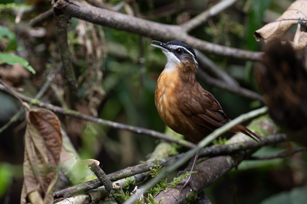 Bornean Black-capped Babbler - ML627746935