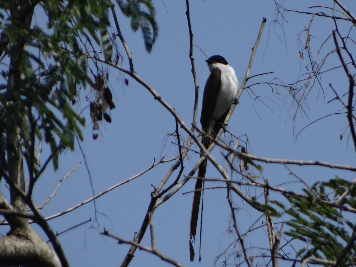 Fork-tailed Flycatcher (savana) - ML627746977