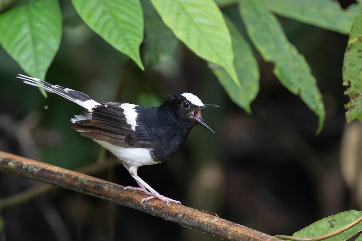 White-crowned Forktail (Malaysian) - ML627747023